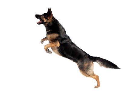 German Shepherd dog catch ball in winter. Dog play in snow and jump to catch a toyの写真素材