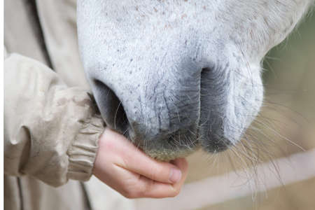 Girls hand feed and pet horses noseの写真素材