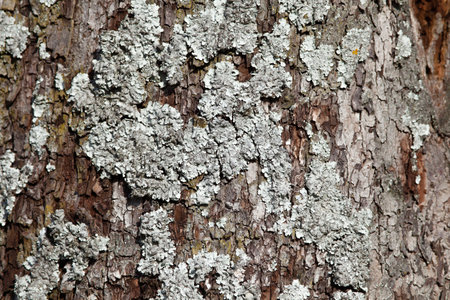 Parmelina pastillifera. Bark of a tree with lichen, close-up.の写真素材