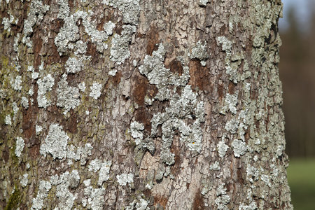 Parmelina pastillifera. Bark of an old tree with moss and lichen in the forestの写真素材