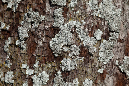 Parmelina pastillifera. Tree bark with lichen, close-up. Nature background.の写真素材