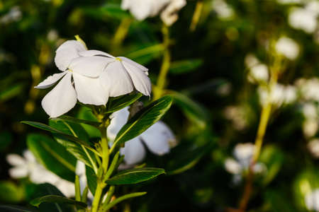Catharanthus roseus is a plant in the dogbane family Apocynaceae. It is native to Madagascar but grown elsewhere as an ornamental & medicinal plant, as a source of drugs used to treat cancer.の写真素材