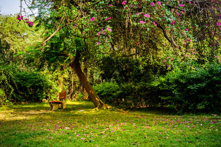 View during spring season of the deer park adjacent to landmark Hauz Khas Complex which is now a tourist attraction in Delhi.の写真素材