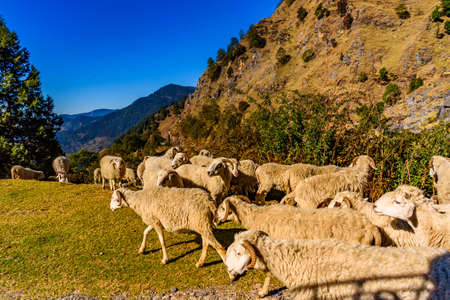 View from hilly curvy mountainous road with flock of sheep walking on the mountain road through...