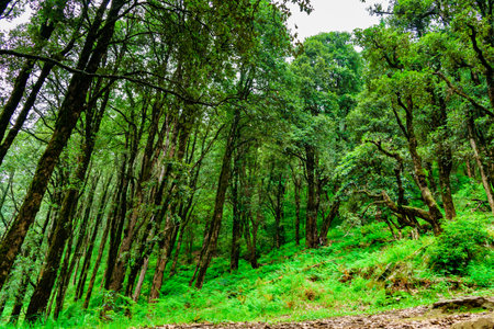 Evergreen tropical rainforest where trees covered with moss in  lesser himalayas peaks enroute...