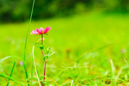 Selective focus alpine meadow flower with blurry backgroud, beautiful fresh morning  at high...