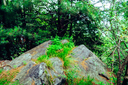 Phyllite is a type of foliated metamorphic rock created from slate that is further metamorphosed so that very fine grained white mica achieves a preferred orientation.の写真素材