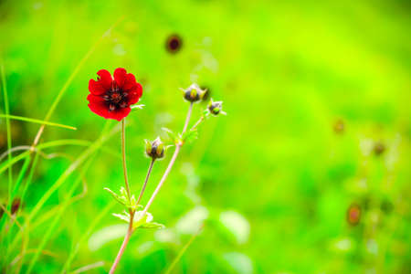 Selective focus meadow flowers, beautiful fresh morning with dew on petal  at high altitude alpine region of himalayas at Himachal Pradesh. Spring landscape blurry natural background.の写真素材