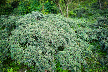 Cotoneaster horizontalis is a species of genus Cotoneaster,family Rosaceae. It is short shrub with a...