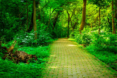 View at Deer Park Forest during rainy monsoon season in South Delhi, Indiaの写真素材