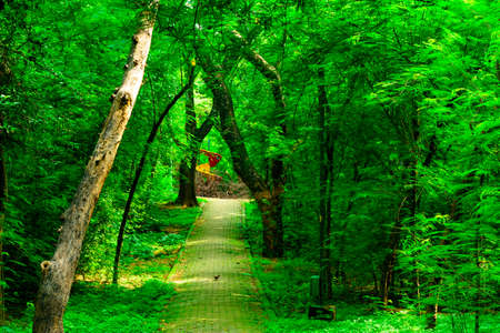 View at Deer Park Forest during rainy monsoon season in South Delhi, Indiaの写真素材