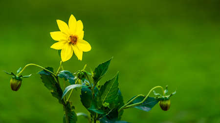 Yellow flower with blurry green grass background during spring season in garden near Rastrapati bhawan at Delhi, India.の写真素材
