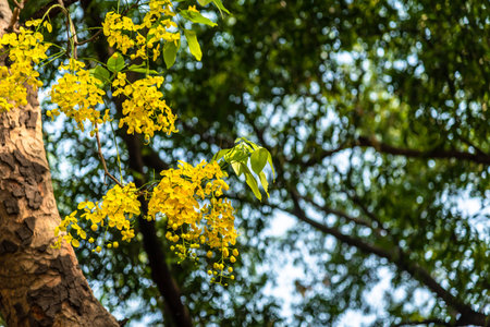 Selective focus fresh yellow flowers of Cassia fistula also known as golden shower tree at Deer Park...