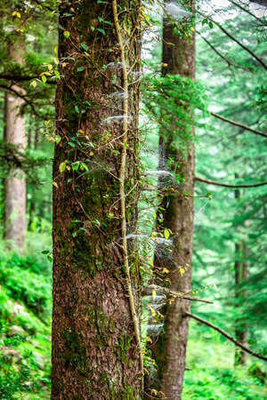 Epiphyte grows upon another tree branches. another plant, found in moist tropical areas. tree upside view.の写真素材