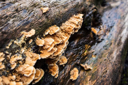 Polypores are  group of fungi that inhabit tree trunks or branches consuming the wood. They play a significant role in nutrient cycling & carbon dioxide production of forest ecosystems by wood decay.の写真素材