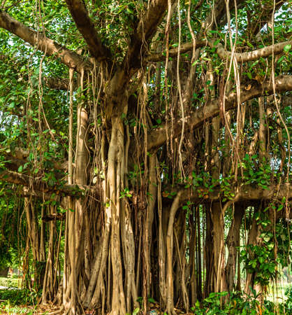 Banyan or banian is a fig that begins its life as an epiphyte. Ficus benghalensis or Indian banyan specifically denominates banyan species  & also the national tree of the Republic of India.の写真素材