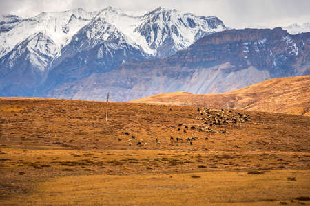 Panoramic Landscape of Spiti valley with snow capped mountains in background near agriculture fields of Hikkim and Komic village of Kaza town in Lahaul & Spiti district of Himachal Pradesh, India.の写真素材
