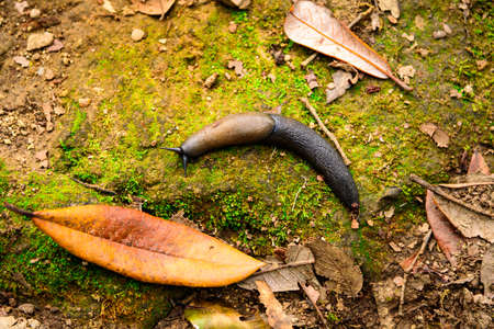 Slug is a common name for any apparently shell-less terrestrial gastropod mollusc.  Slugs belonging...