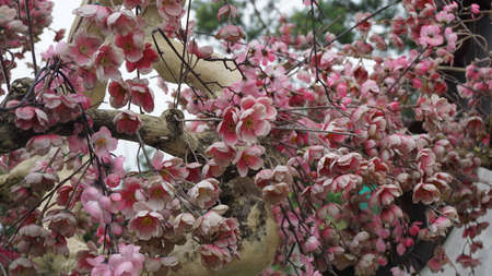pretty pink flowersの写真素材