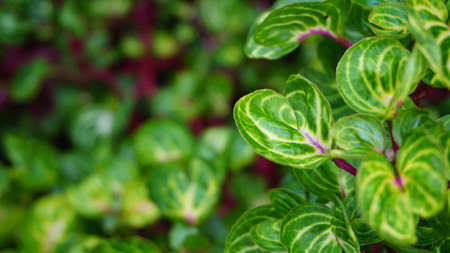 Green leaves with purple stemsの写真素材