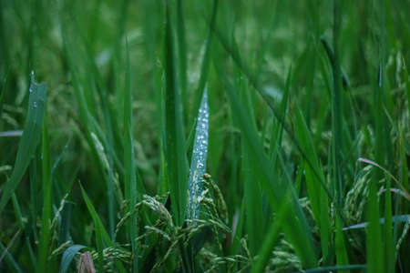 Rice plants in beautiful rice fieldsの写真素材