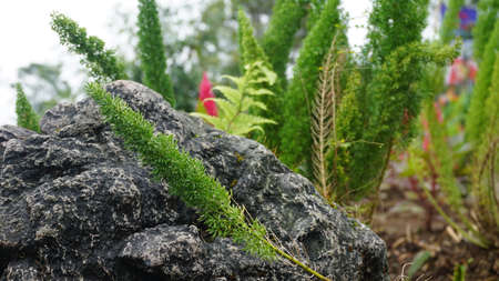Thorny plants in the rock gardenの写真素材