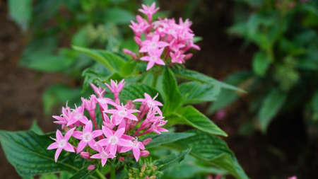 Beautiful flower blouses in the gardenの写真素材