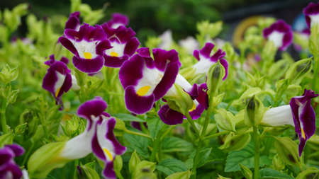 Beautiful purple flowers in the gardenの写真素材