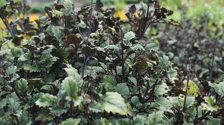 Beautiful pale leaves in the gardenの写真素材