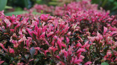 Collection of red flowers in the garden
