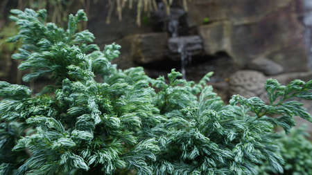 Beautiful green plants in the parkの写真素材
