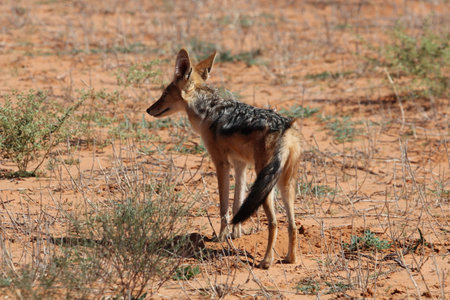 Jackal in the Namibian dessert
