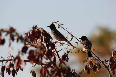 Two Birds sitting in a tree