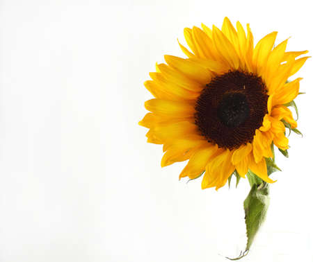 One sunflower on a white background の写真素材