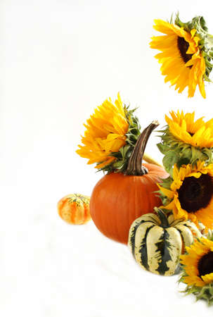 Autumn pumpkins and sunflowers on a white backgroundの写真素材