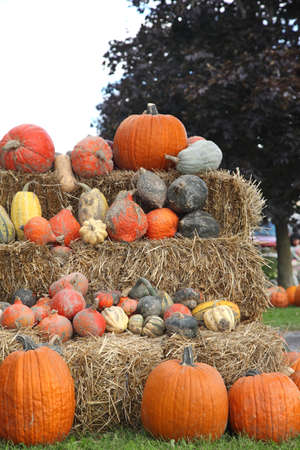 Autumn pumpkins and autumn flowers on the farm の写真素材