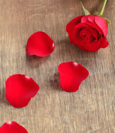 Rose and petals on wooden background の写真素材