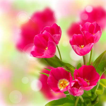 Beautiful tulips on a bokeh backgroundの写真素材