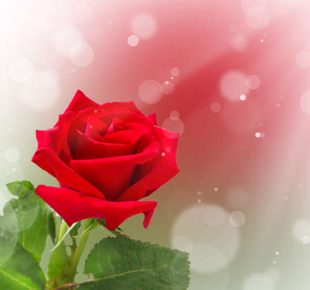 Red rose on bokeh backgroundの写真素材