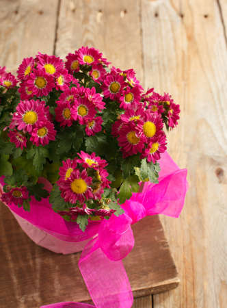 Pink Flowers in the Pot on Wooden Tableの写真素材
