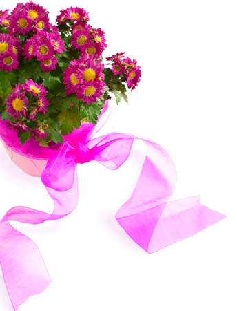 Pink Flowers in the Pot isolated on white backgroundの写真素材