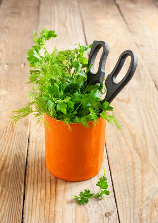 Fres parsley and dill in cupの写真素材