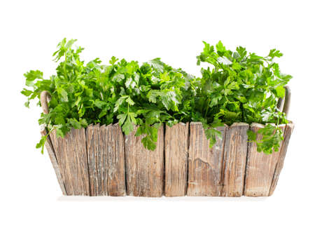 Fresh parsley in wooden boxの写真素材