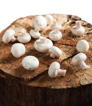 Fresh mushrooms on tree stumpの写真素材
