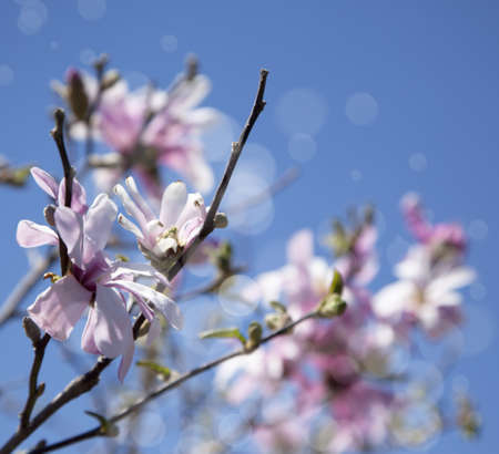 Beautiful spring blossoming treeの写真素材
