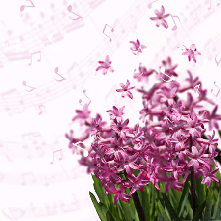 Spring pink hyacinths over blurred background with musical notesの写真素材