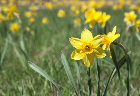 Yellow narcissus flowersの写真素材
