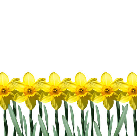 Yellow narcissus flowers isolated on white backgroundの写真素材