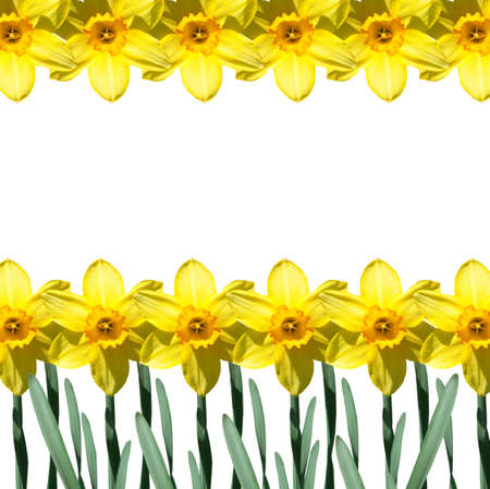 Yellow narcissus flowers isolated on white backgroundの写真素材