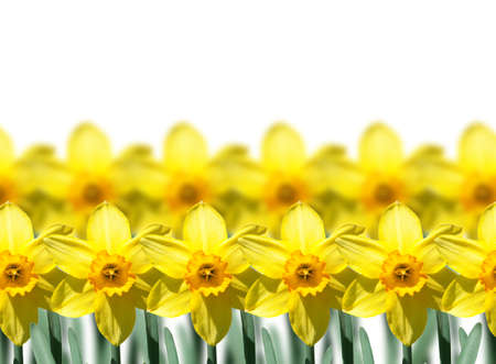 Yellow narcissus flowers isolated on white backgroundの写真素材